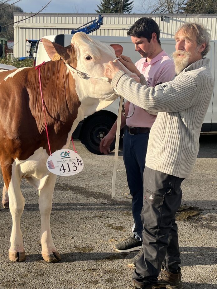 Vache Montbéliarde