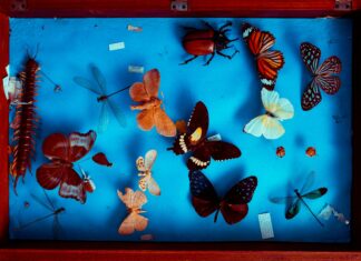 Arbois. Des ateliers ludiques et scientifiques pour les vacances de février insectes
