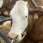 vache montbeliarde