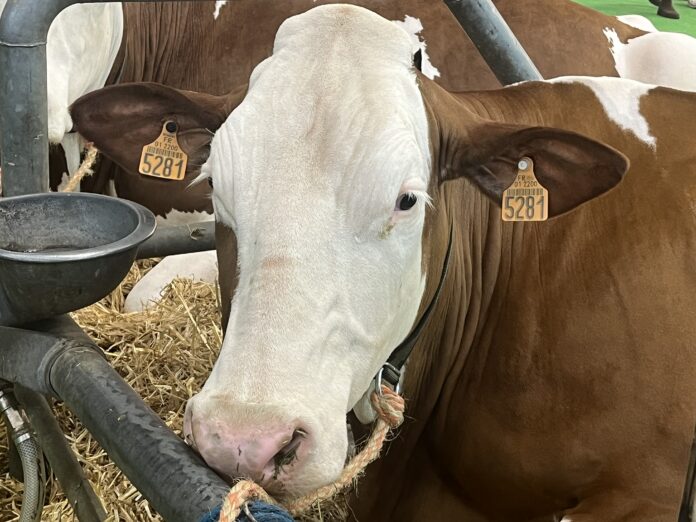 vache montbeliarde