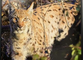 Le Lynx de Claude le Pennec.