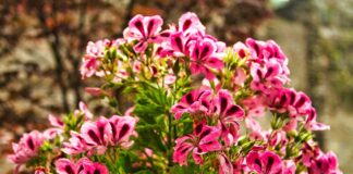 Bouquet de GERANIUMS