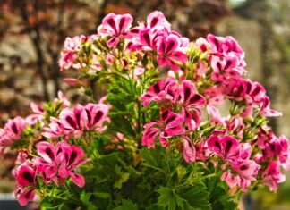 Bouquet de GERANIUMS
