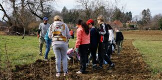 Des élèves plantent une haie bocagère