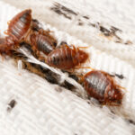 Bedbugs colony on the matress cloth macro