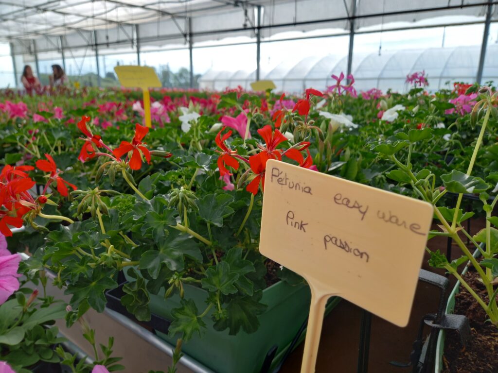Indication variété de la plante