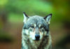 Loup du Jura