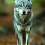 Loup du Jura