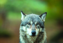 Loup du Jura