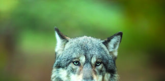 Loup du Jura