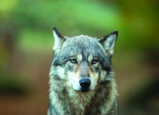 Loup du Jura