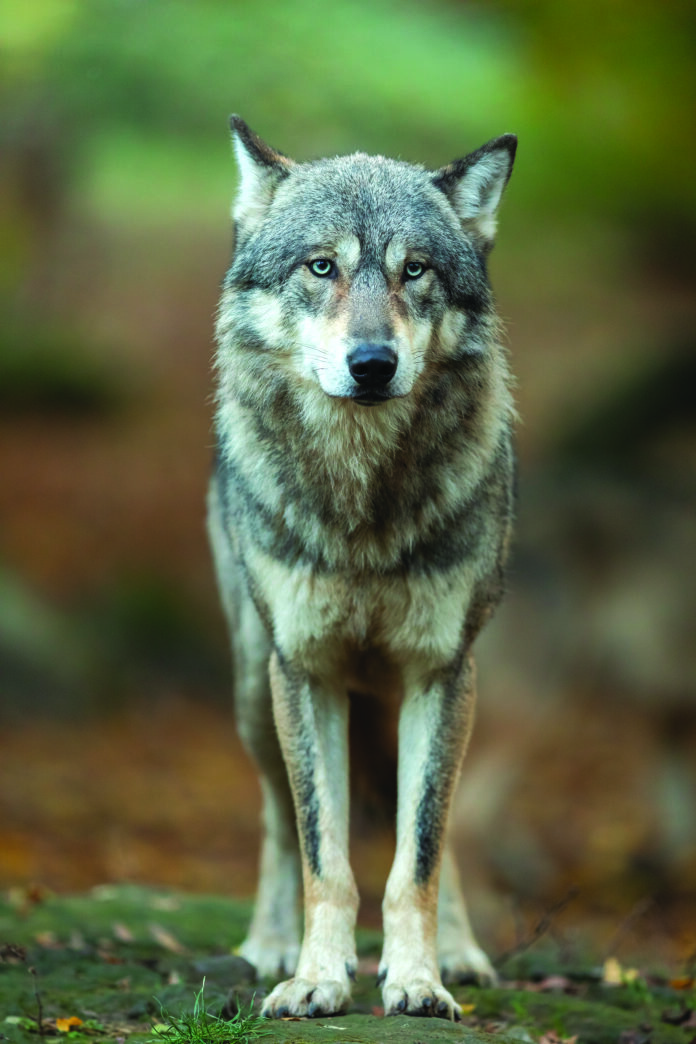 Loup du Jura