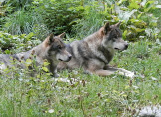 déclassement du loup