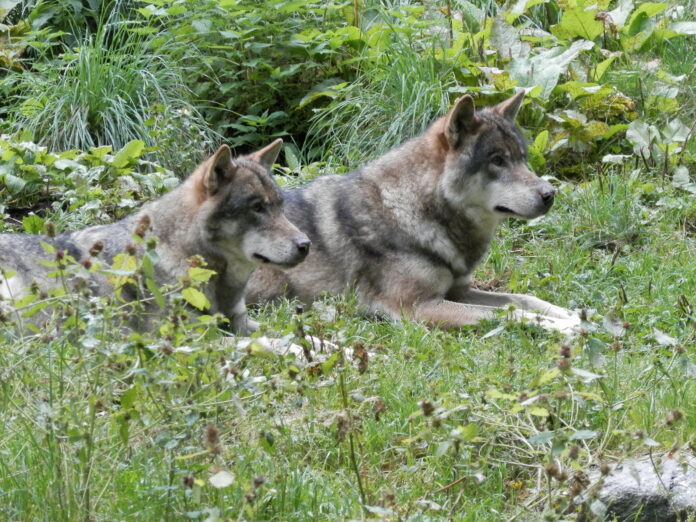 déclassement du loup