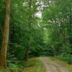 Entree du bois d’Ambre : Back to the Trees 2025