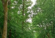 Back to the Trees 2025