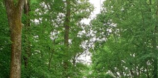 Back to the Trees 2025
