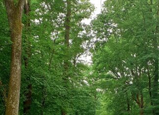 Back to the Trees 2025