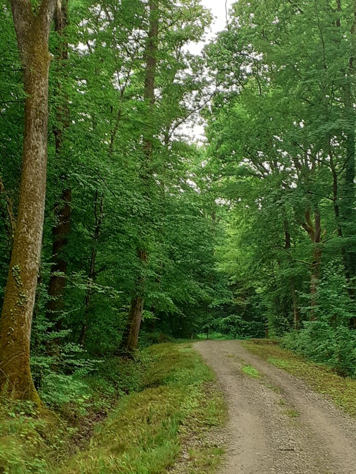 Back to the Trees 2025