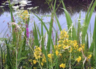 sortie botanique Jura