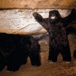 Grotte Ours o_1bnegvhs7e7q1v46ath3871alja-1400×0