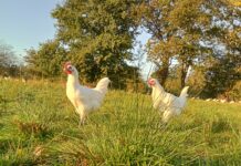 fête du poulet de Bresse Louhans