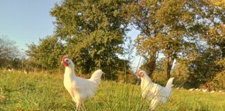 fête du poulet de Bresse Louhans