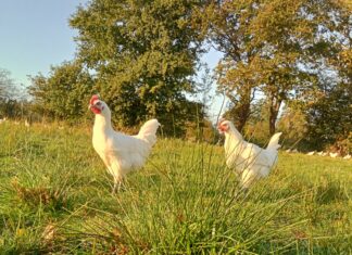 fête du poulet de Bresse Louhans