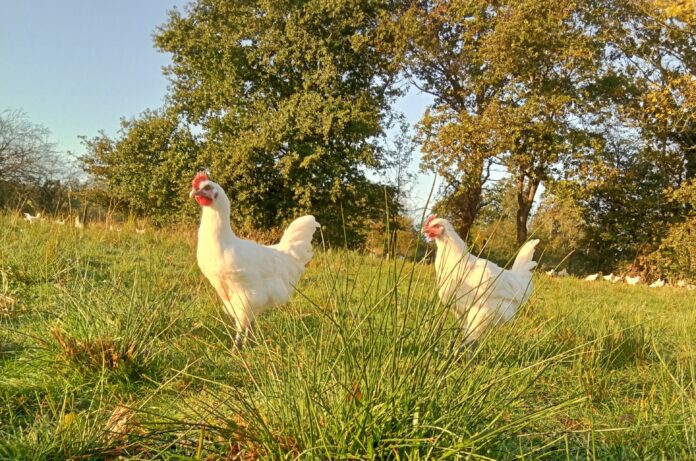 fête du poulet de Bresse Louhans