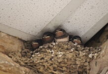 hirondelles moustiques Bresse