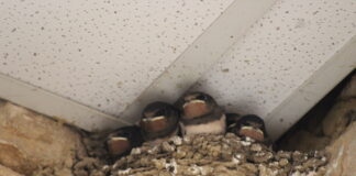 hirondelles moustiques Bresse