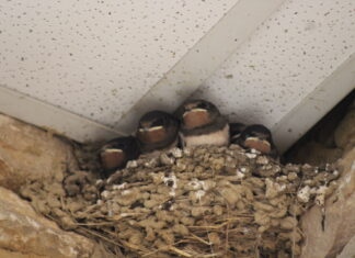 hirondelles moustiques Bresse