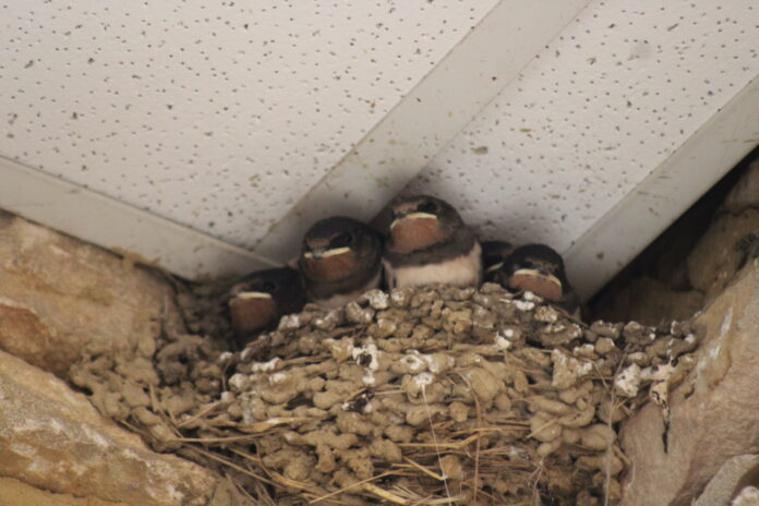 hirondelles moustiques Bresse