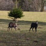 FER A CHEVAL2 vous aurez peut-être la chance de croiser ces magnifiques chamois