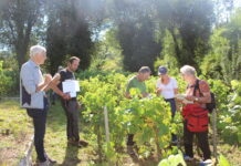 vigne patrimoniale Arinthod