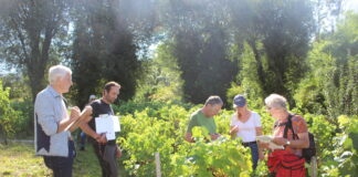 vigne patrimoniale Arinthod