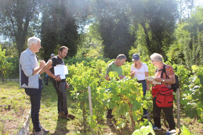 vigne patrimoniale Arinthod