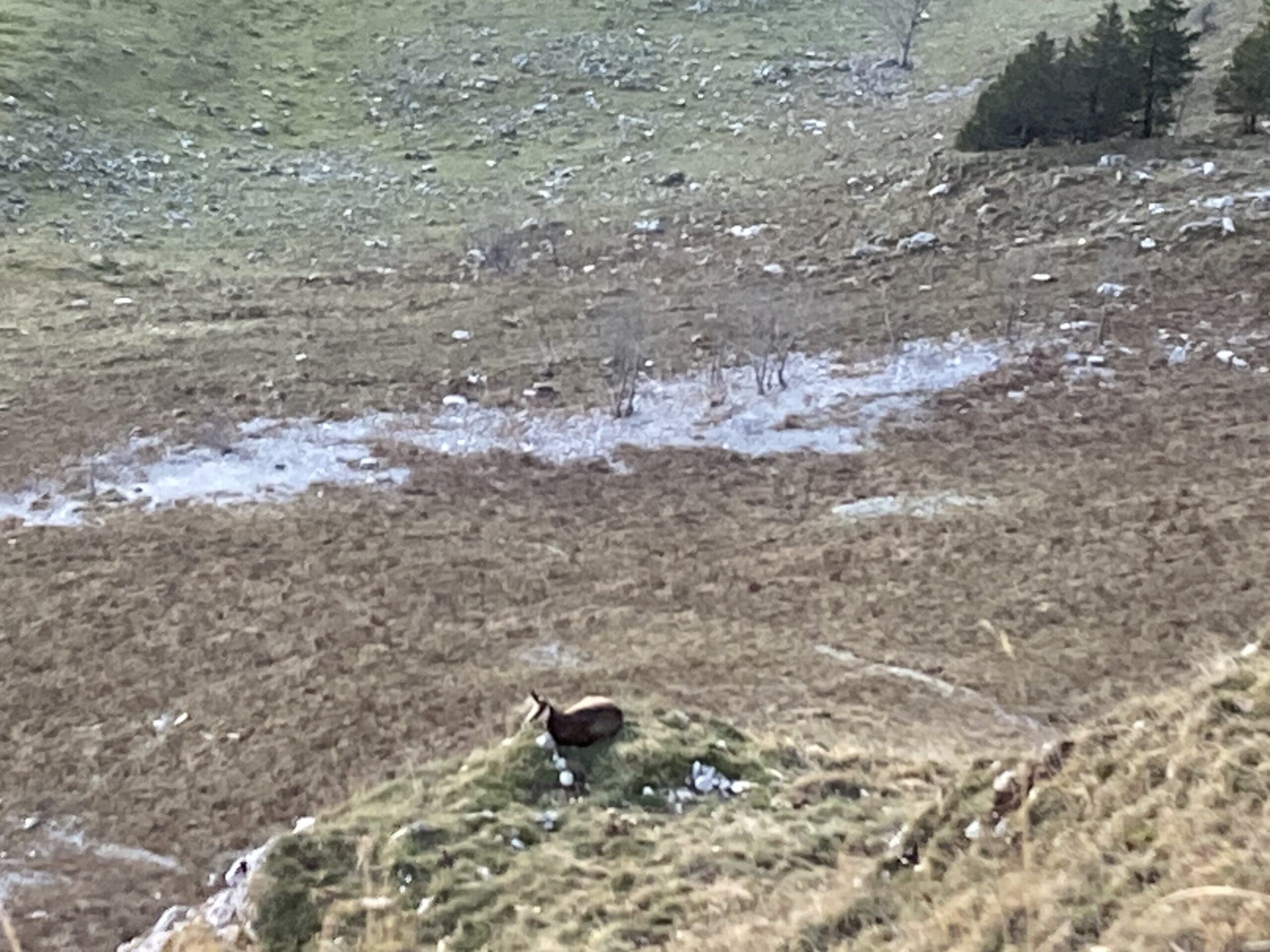 Un chamois dans les montagnes