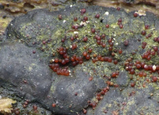 Haute-Saône. Deux nouvelles espèces de champignons découvertes en région