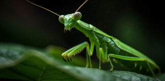 L’édito. Insectes insectes dangereux et carnivores