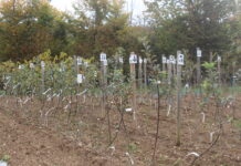 Vente arbres fruitiers Saint-Hymetière-sur-Valouse