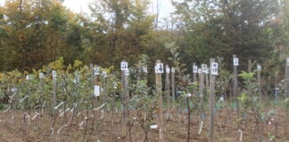 Vente arbres fruitiers Saint-Hymetière-sur-Valouse