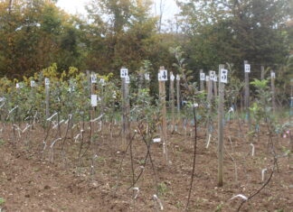 Saint-Hymetière-sur-Valouse. Vente de jeunes fruitiers au verger d’Hymetérius Vente arbres fruitiers Saint-Hymetière-sur-Valouse