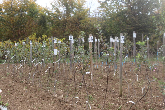 Vente arbres fruitiers Saint-Hymetière-sur-Valouse