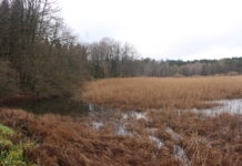 Onoz. Venez participer à un chantier nature en faveur du sonneur à ventre jaune ce samedi ! sonneur ventre jaune onoz