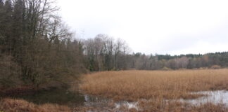 Onoz. Venez participer à un chantier nature en faveur du sonneur à ventre jaune ce samedi ! sonneur ventre jaune onoz