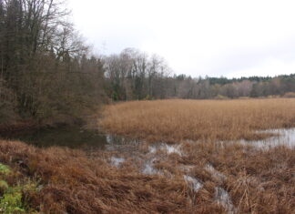 Onoz. Venez participer à un chantier nature en faveur du sonneur à ventre jaune ce samedi ! sonneur ventre jaune onoz