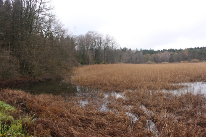 sonneur ventre jaune onoz sonneur ventre jaune onoz