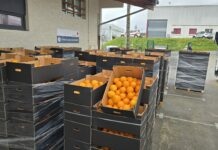 Jura. 16 tonnes d’orange offertes à la Croix Rouge Orange Croix Rouge Lons le Saunier