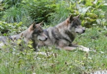 Protection des loups